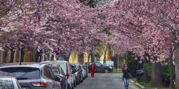 Timișoara înflorită, magnet pentru turiști