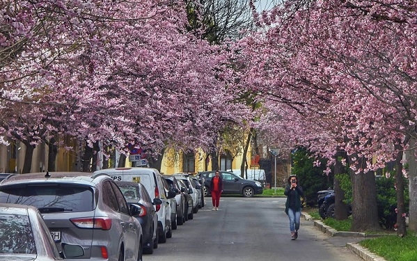Timișoara înflorită, magnet pentru turiști