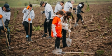 CODRU a plantat 10.000 de copaci la Ianova alături de peste 1.500 de participanți FOTO