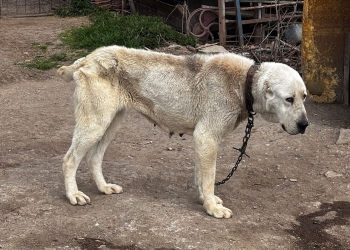 Zeci de câini, ținuți în condiții greu de descris în județul Timiș