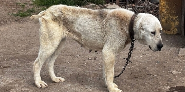 Zeci de câini, ținuți în condiții greu de descris în județul Timiș