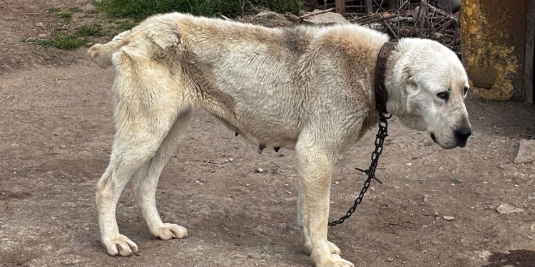 Zeci de câini, ținuți în condiții greu de descris în județul Timiș