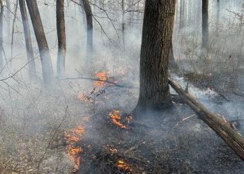 Ard zeci de hectare de pădure și pășune, în Timiș