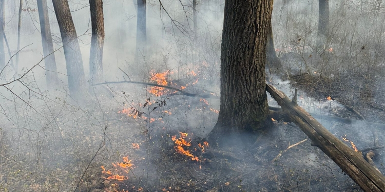 Ard zeci de hectare de pădure și pășune, în Timiș
