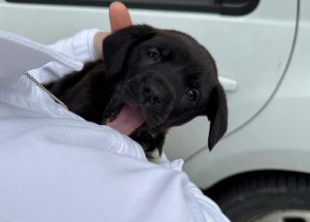 Un pui de câine, folosit la cerșit la Timișoara! Micul patruped a fost salvat de polițiști