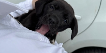 Un pui de câine, folosit la cerșit la Timișoara! Micul patruped a fost salvat de polițiști