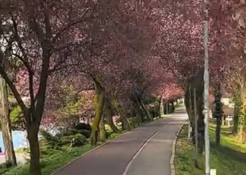 De vis! A înflorit „tunelul iubirii” de pe malul Begăi din Timișoara