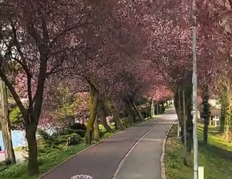 De vis! A înflorit „tunelul iubirii” de pe malul Begăi din Timișoara