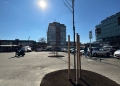Timișoara se pregătește de „marea înverzire”: stejari roșii plantați în Piața 700 și noi zone verzi în pregătire