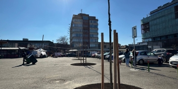 Timișoara se pregătește de „marea înverzire”: stejari roșii plantați în Piața 700 și noi zone verzi în pregătire