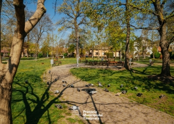 Lucrările de amenajare a terenului recuperat în Parcul Zürich din Timișoara, finalizate FOTO