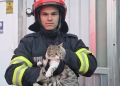 Fiecare viață contează! Pompierii din Timișoara au salvat o pisică blocată