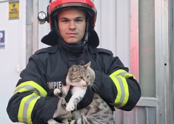 Fiecare viață contează! Pompierii din Timișoara au salvat o pisică blocată