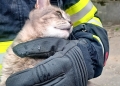 Pisică salvată de pompierii din Timișoara, după ce a rămas blocată într-o fereastră