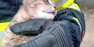 Pisică salvată de pompierii din Timișoara, după ce a rămas blocată într-o fereastră