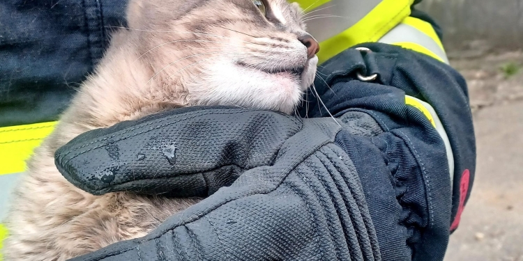 Pisică salvată de pompierii din Timișoara, după ce a rămas blocată într-o fereastră