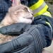 Pisică salvată de pompierii din Timișoara, după ce a rămas blocată într-o fereastră