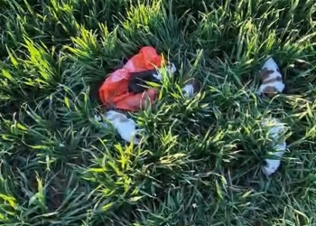 Amendă usturătoare pentru un bărbat din Deta care a abandonat cinci cățeluși