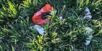 Amendă usturătoare pentru un bărbat din Deta care a abandonat cinci cățeluși