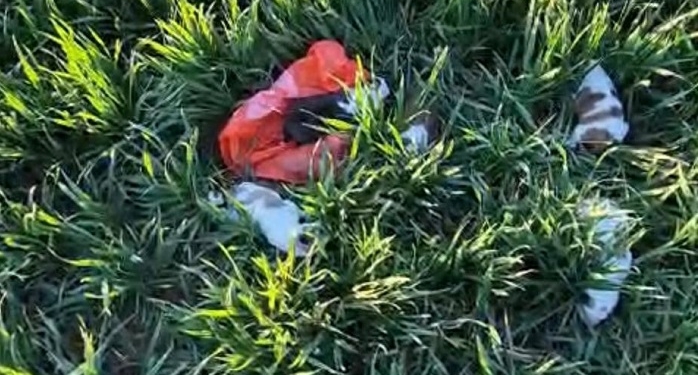 Amendă usturătoare pentru un bărbat din Deta care a abandonat cinci cățeluși