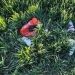 Amendă usturătoare pentru un bărbat din Deta care a abandonat cinci cățeluși