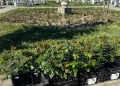 2.600 de trandafiri plantați. Parcul Rozelor se pregătește pentru un spectacol de culori