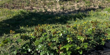 2.600 de trandafiri plantați. Parcul Rozelor se pregătește pentru un spectacol de culori