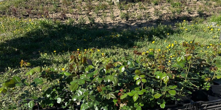 2.600 de trandafiri plantați. Parcul Rozelor se pregătește pentru un spectacol de culori