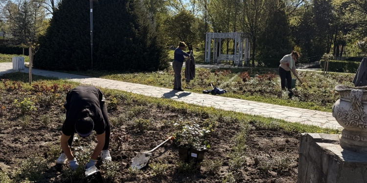 Mii de trandafiri plantați în Parcul Rozelor din Timișoara