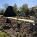 Mii de trandafiri plantați în Parcul Rozelor din Timișoara