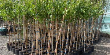 Plantări de arbori în cimitirul din Calea Șagului