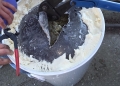 Droguri ascunse în boiler: Flagrant de proporții pe străzile din Timișoara