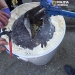 Droguri ascunse în boiler: Flagrant de proporții pe străzile din Timișoara