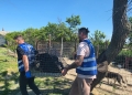 O nouă șansă la viață: 5 căței dintr-un adăpost improvizat din Timiș vor fi adoptați în Germania