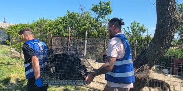 O nouă șansă la viață: 5 căței dintr-un adăpost improvizat din Timiș vor fi adoptați în Germania