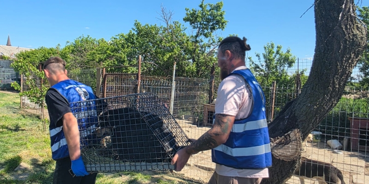 O nouă șansă la viață: 5 căței dintr-un adăpost improvizat din Timiș vor fi adoptați în Germania