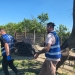 O nouă șansă la viață: 5 căței dintr-un adăpost improvizat din Timiș vor fi adoptați în Germania