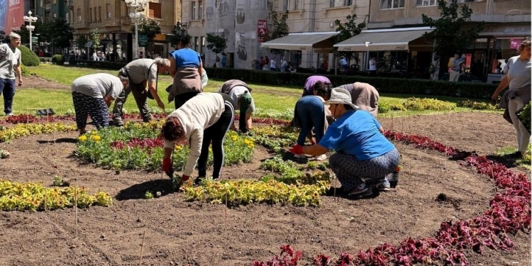 Un covor floral spectaculos în centrul Timișoarei. O mandală din 66.500 de plante prinde contur în Piața Victoriei