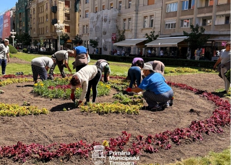 Un covor floral spectaculos în centrul Timișoarei. O mandală din 66.500 de plante prinde contur în Piața Victoriei