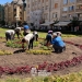 Un covor floral spectaculos în centrul Timișoarei. O mandală din 66.500 de plante prinde contur în Piața Victoriei