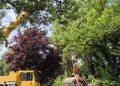 2 sculpturi salvate de la uitare pot fi admirate pe malul Begăi, în Timișoara