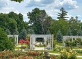 Revitalizarea Parcului Rozelor din Timișoara. Au fost plantați 2.600 de trandafiri noi, urmează refacerea pergolelor și a mobilierului