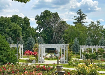 Revitalizarea Parcului Rozelor din Timișoara. Au fost plantați 2.600 de trandafiri noi, urmează refacerea pergolelor și a mobilierului