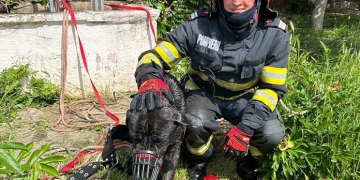 Fiecare viață contează! Peste o sută de animale și păsări, salvate de pompierii din Timiș în acest an
