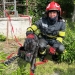 Fiecare viață contează! Peste o sută de animale și păsări, salvate de pompierii din Timiș în acest an