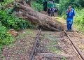 Un copac doborât de furtună a blocat temporar circulația trenurilor pe ruta Oravița – Anina