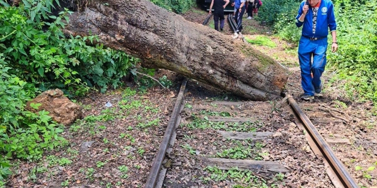 Un copac doborât de furtună a blocat temporar circulația trenurilor pe ruta Oravița – Anina