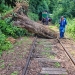 Un copac doborât de furtună a blocat temporar circulația trenurilor pe ruta Oravița – Anina
