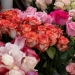 Piețele din Timișoara, pline de culoare datorită bogatei oferte de flori FOTO