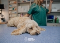 Peste 40 de câini și pisici, sterilizați gratuit în prima lună a programului derulat de Primăria Timişoara